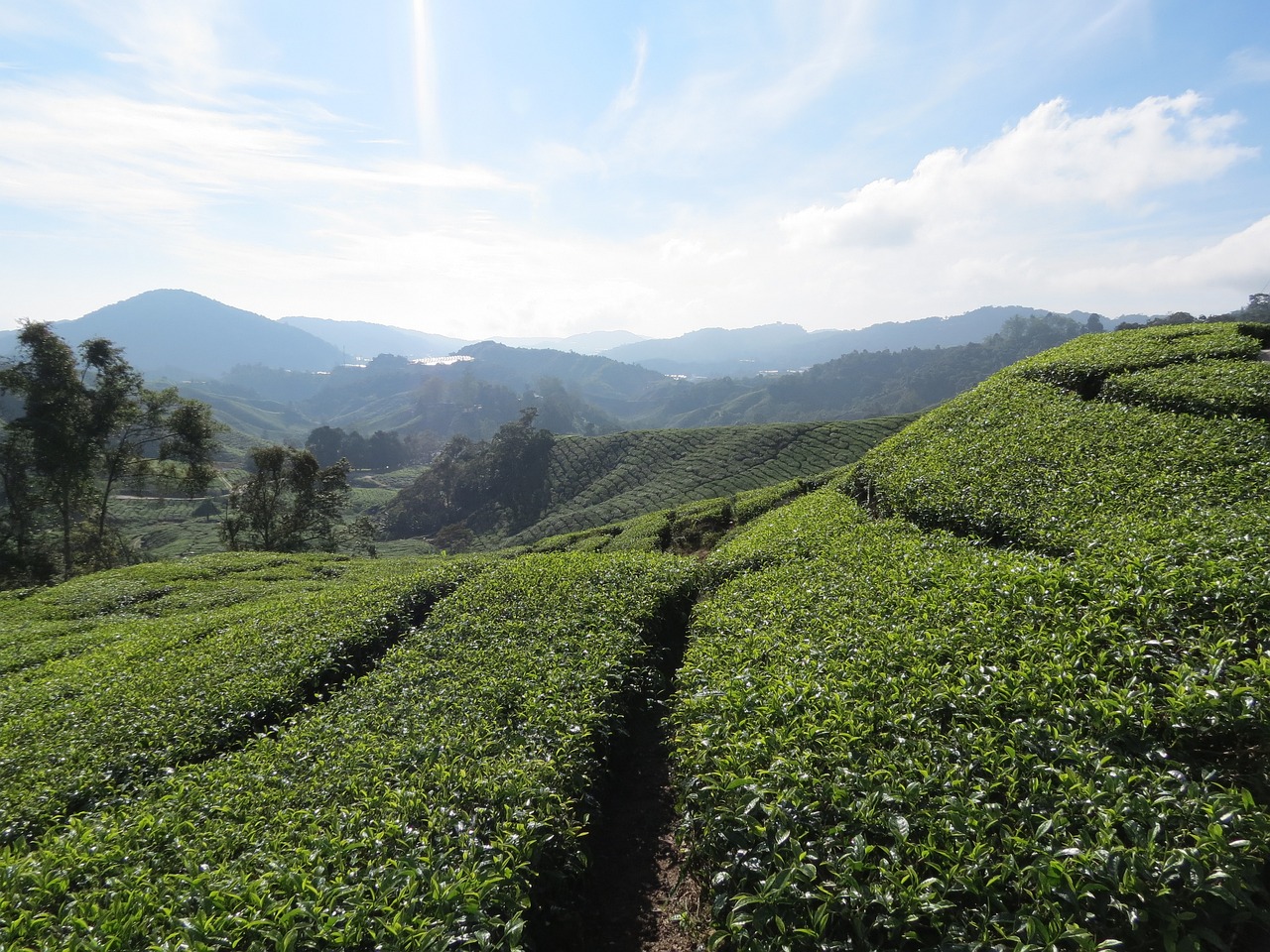 Culinary Delights in Cameron Highlands